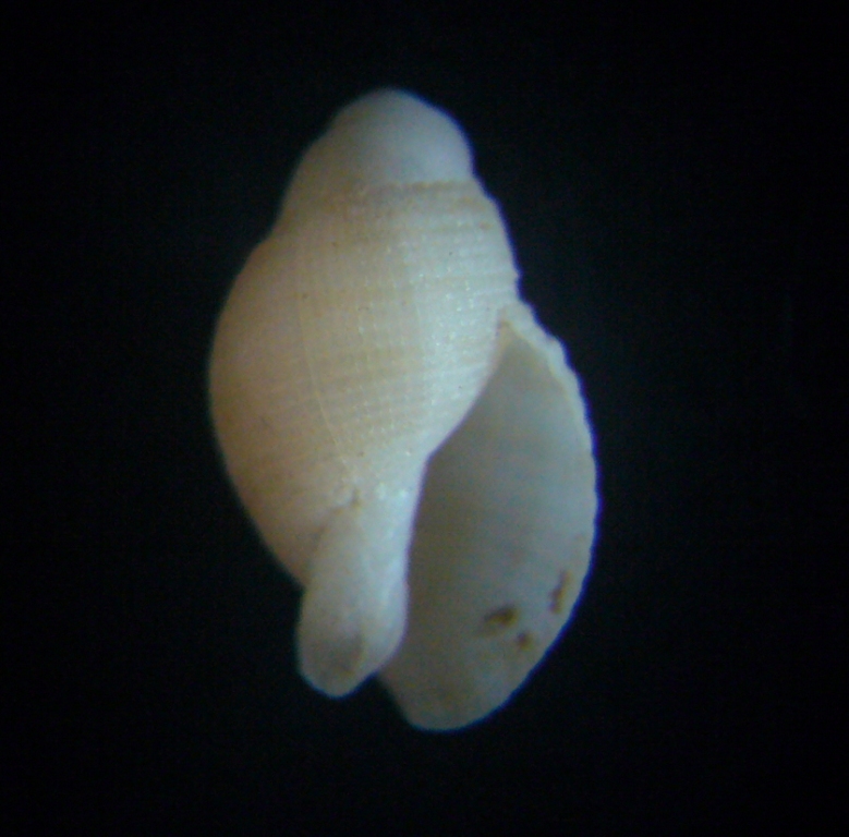 Tonnidae o Nassariidae?